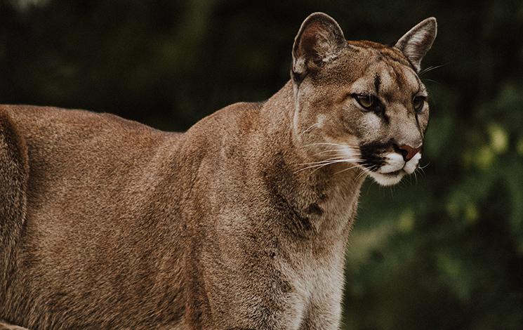 Cougars District Of West Vancouver 